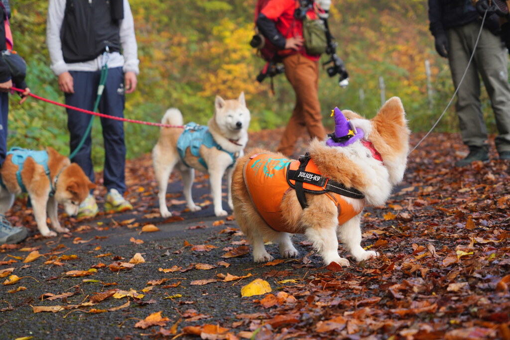 ハロウィン仕様