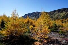 カラマツの紅葉と外輪山
