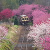 花桃列車