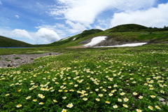 チングルマ咲く楽園