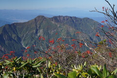 八海山とナナカマド