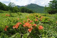 初夏の高原