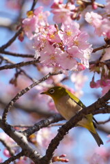 お花見