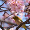 お花見