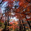 秋の上ノ山公園