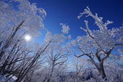 霧氷の森