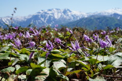 カタクリ咲く坂戸山
