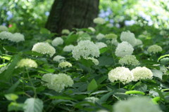 アナベルの森