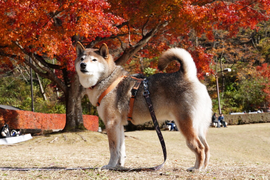 紅葉だワン