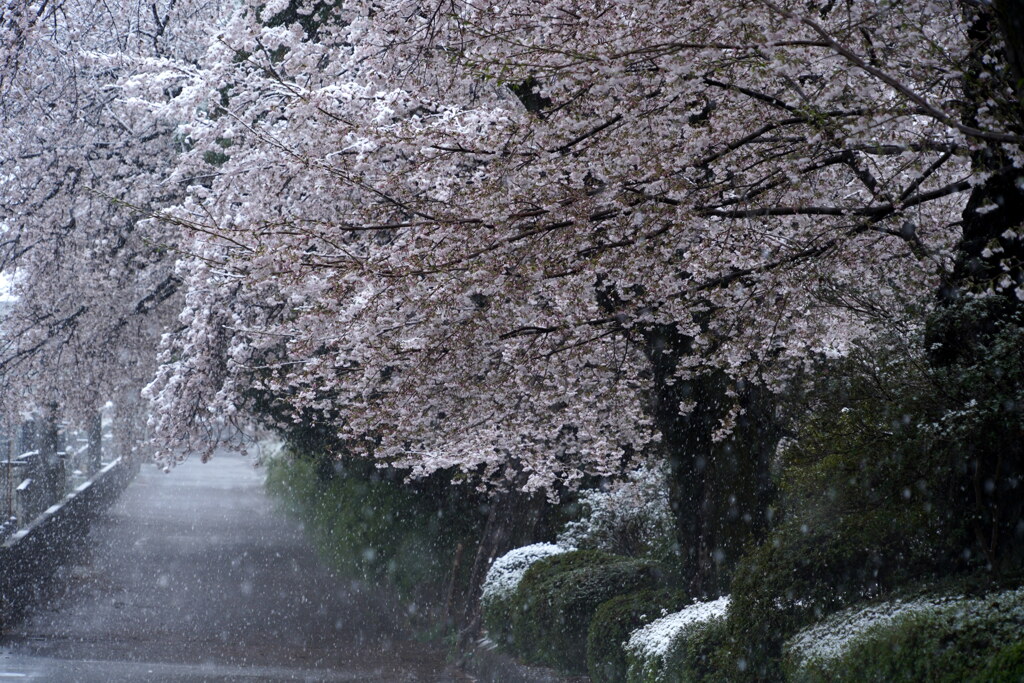 雪降る桜街道