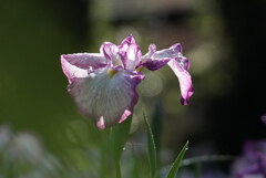 花しょうぶ