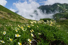 チングルマと雲湧く剱岳