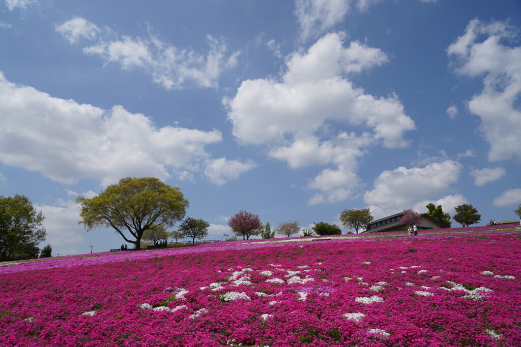 雲浮かぶ芝桜公園