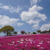 雲浮かぶ芝桜公園