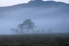 朝霧の湿原