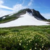 チングルマ咲く花畑