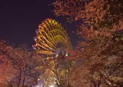 夜桜と観覧車