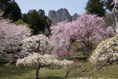 岩峰と桜