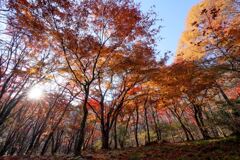 もみじの広場