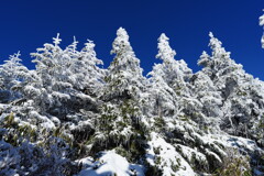 ホワイトツリー