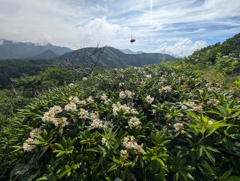 シャクナゲ咲く日光白根山