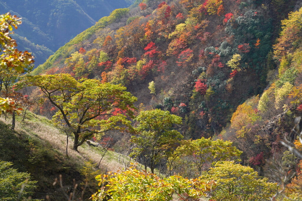 紅葉の玉模様