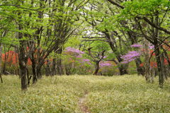 おとぎの国の森