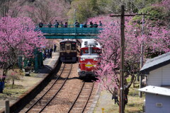 花桃咲く神戸駅