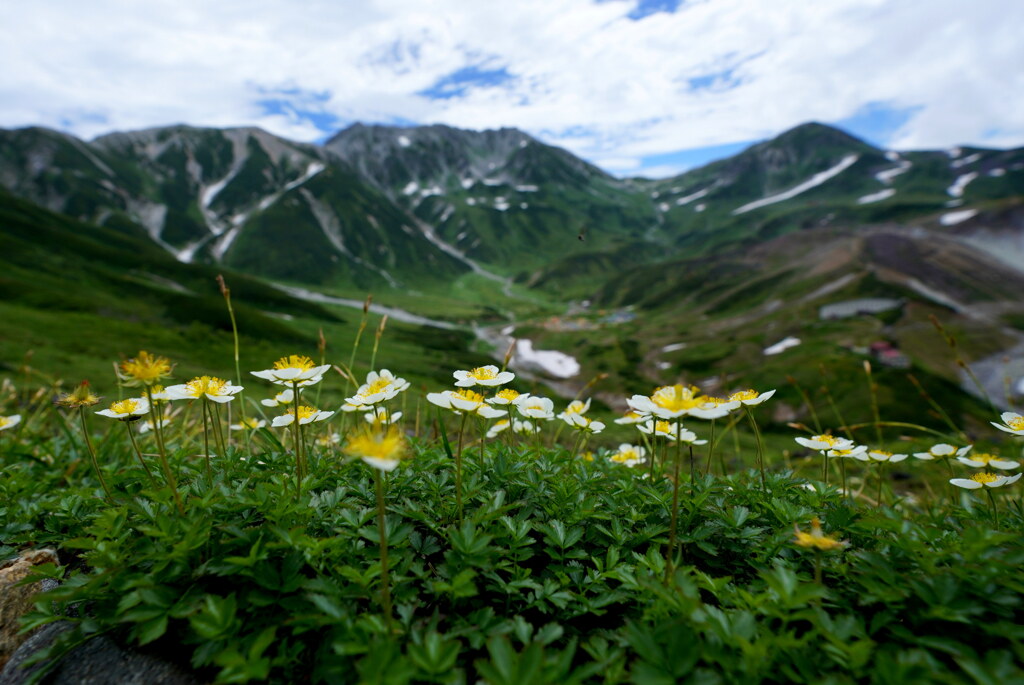 チングルマ咲く立山