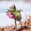 春の雪と