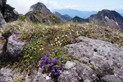 花咲く岩稜