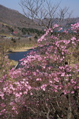 アカヤシオ咲く赤城・篭山