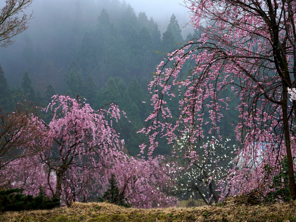 雨上がりの山里　春