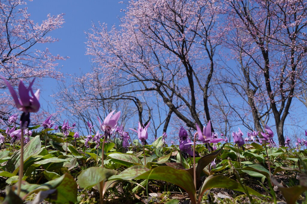 満開の桜の下で