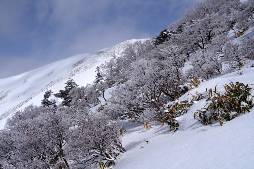 霧氷と白き尾根