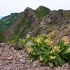 オンダテ咲く浅間山外輪山