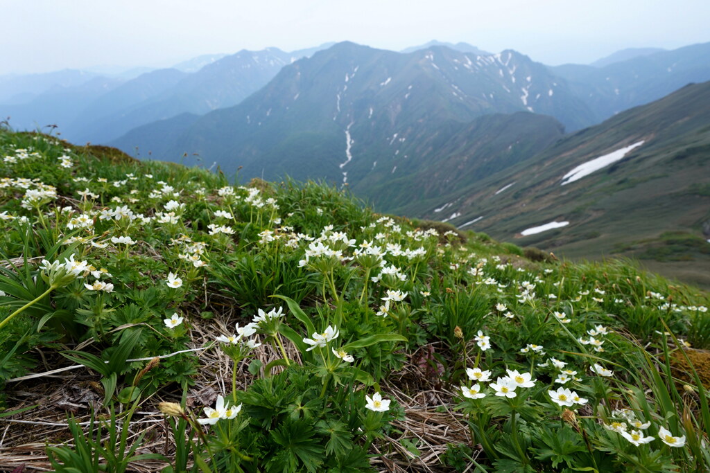 ハクサンイチゲ咲く谷川連峰