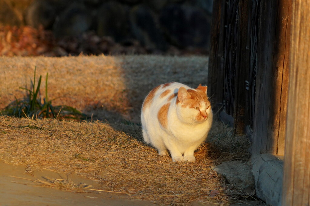 寒い朝は日向ぼっこ