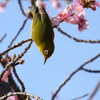 咲き始めの蜜は甘いよ
