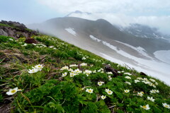 霧湧く花の鳥海山