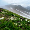 霧湧く花の鳥海山