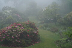 霧の中の楽園