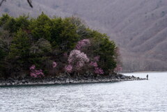 アカヤシオ染まる湖畔