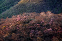 朝陽差すアカヤシオの丘