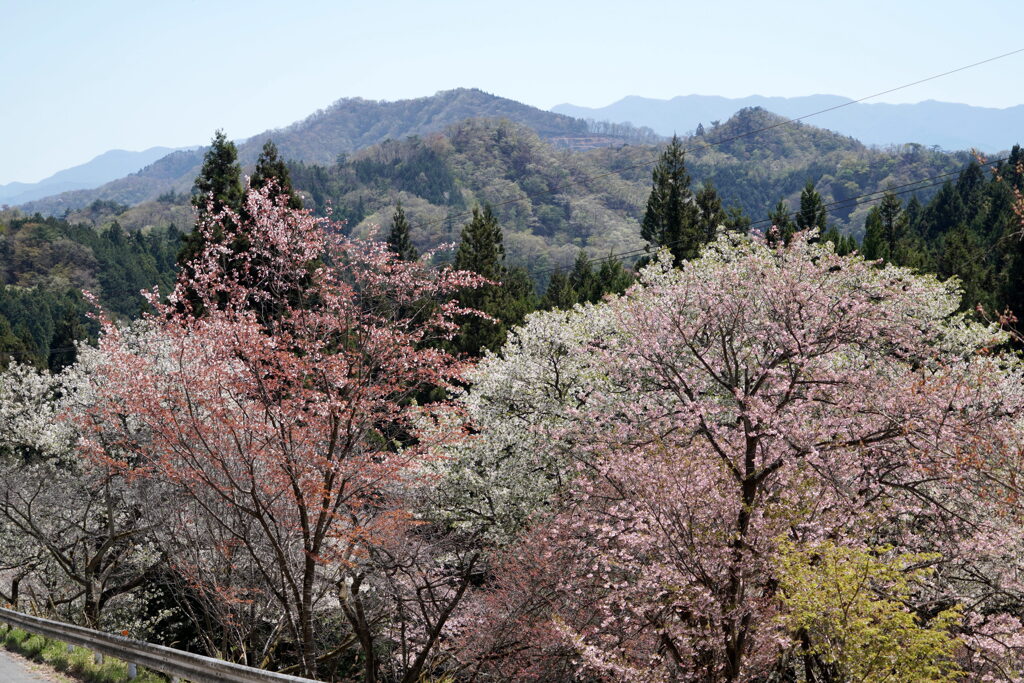 桜グラデーション