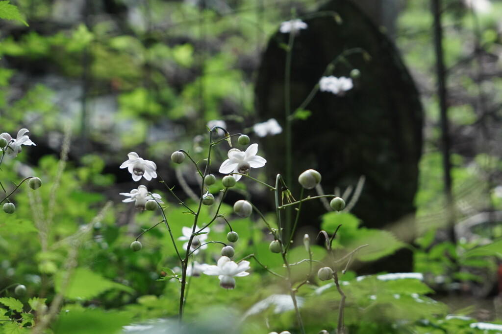 静かに咲く