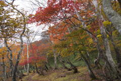 紅の遊歩道