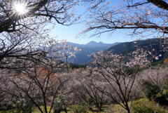 冬桜咲く桜山公園