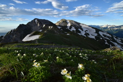 雲上の花畑