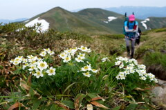 ハクサンイチゲ咲く平標山